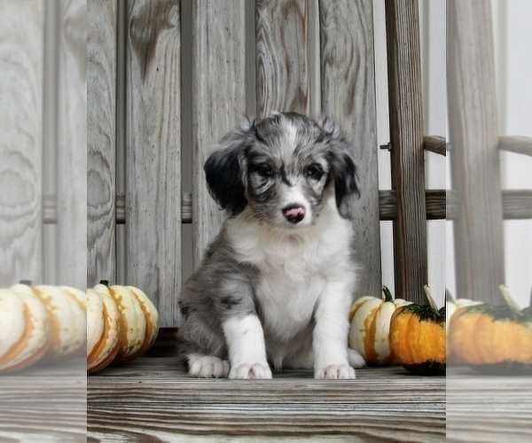 Medium Photo #5 Aussiedoodle Puppy For Sale in FREDERICKSBURG, OH, USA