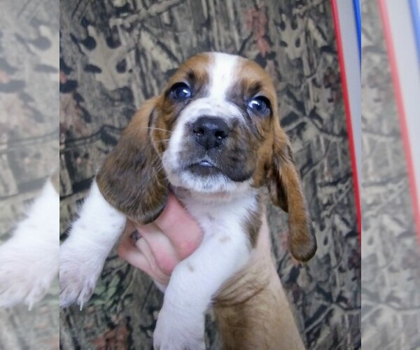 Medium Photo #12 Basset Hound Puppy For Sale in PETERSBURG, IN, USA