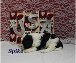 Small #6 Cavapoo
