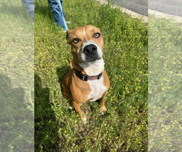 Medium Photo #9 American Pit Bull Terrier-Unknown Mix Puppy For Sale in Rockaway, NJ, USA