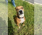Small #8 American Pit Bull Terrier Mix