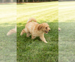 Small #2 Goldendoodle-Poodle (Miniature) Mix