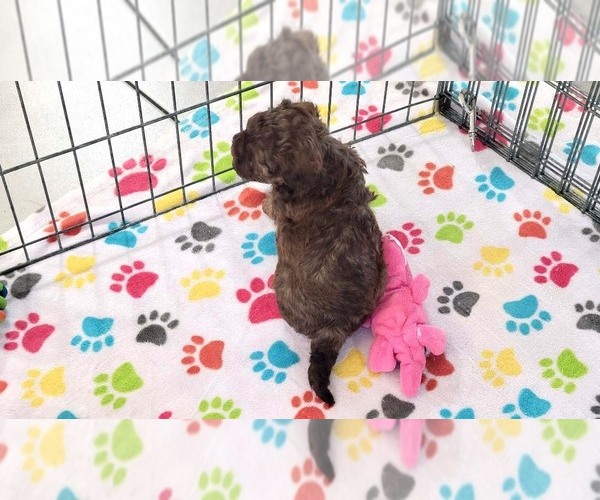 Medium Photo #7 ShihPoo Puppy For Sale in ORO VALLEY, AZ, USA