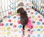 Small #6 ShihPoo