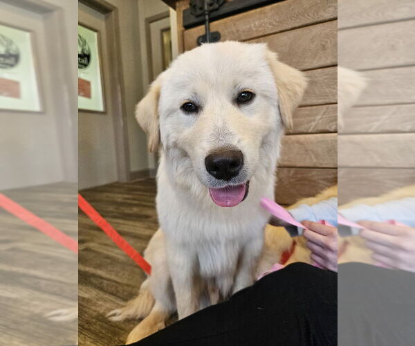 Medium Photo #1 Aussie Pyrenees Puppy For Sale in Silver Spring, MD, USA