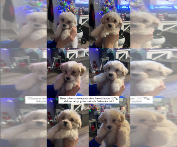 Medium Photo #1 Maltese-Unknown Mix Puppy For Sale in SAN LEANDRO, CA, USA
