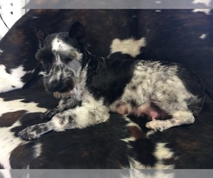 Mother of the Schnauzer (Miniature) puppies born on 06/29/2019