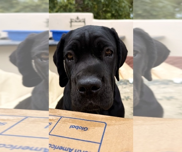 Medium Photo #11 Cane Corso Puppy For Sale in WOODLAND HILLS, CA, USA