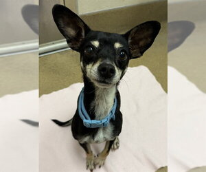 Chihuahua Dogs for adoption in Sacramento, CA, USA