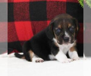 Beagle Puppy for sale in ROMNEY, WV, USA
