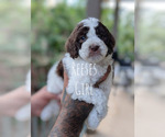 Puppy REESES Cavapoo-Miniature Bernedoodle Mix