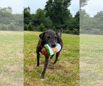 Small American Pit Bull Terrier Mix