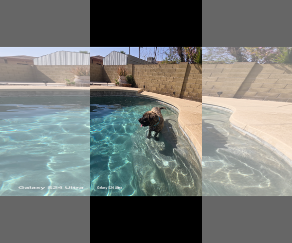 Medium Photo #1 Mastiff Puppy For Sale in Goodyear, AZ, USA