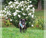Small #7 Mutt
