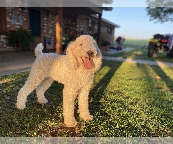 Medium Photo #1 Poodle (Standard) Puppy For Sale in HENRIETTA, TX, USA