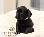 Small #2 French Bulldog-Goldendoodle Mix