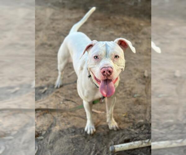 Medium Photo #2 American Pit Bull Terrier Puppy For Sale in Santa Maria, CA, USA