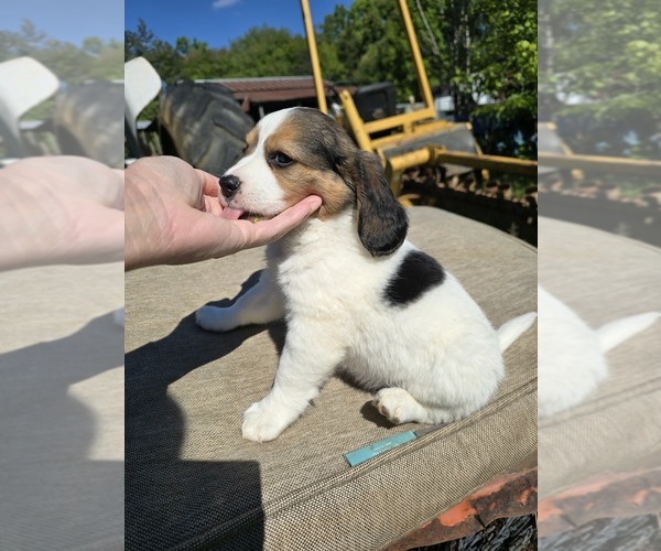 Medium Photo #1 Beagle Puppy For Sale in APPOMATTOX, VA, USA
