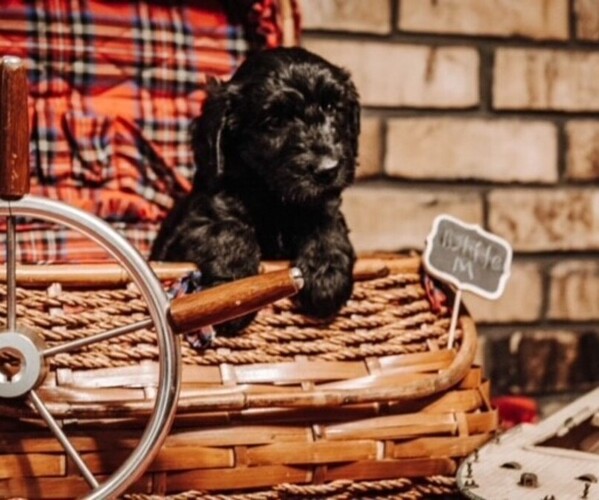 Medium Photo #6 Goldendoodle Puppy For Sale in HUGHES SPRINGS, TX, USA