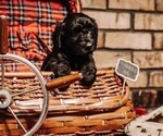 Small Photo #6 Goldendoodle Puppy For Sale in HUGHES SPRINGS, TX, USA