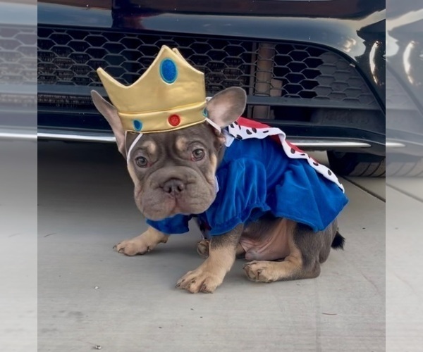 Medium Photo #8 French Bulldog Puppy For Sale in CHARLOTTE, NC, USA