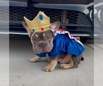 Small #7 French Bulldog