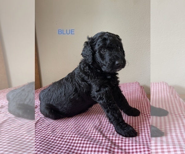 Medium Photo #12 Golden Mountain Doodle  Puppy For Sale in FORT SMITH, AR, USA