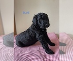 Small Photo #12 Golden Mountain Doodle  Puppy For Sale in FORT SMITH, AR, USA
