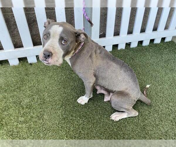 Medium Photo #1 Mutt Puppy For Sale in Modesto, CA, USA