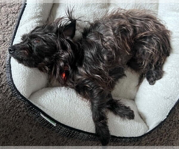 Medium Photo #6 Mutt Puppy For Sale in Corona, CA, USA