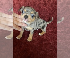 Chihuahua Puppy for sale in TRACY, CA, USA