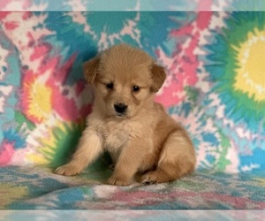 Golden Retriever Puppy for sale in LANCASTER, PA, USA