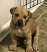 Small Photo #1 Boerboel Puppy For Sale in CHESAPEAKE, VA, USA