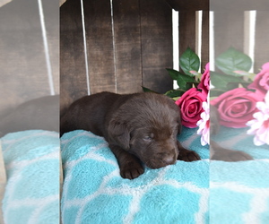 Labrador Retriever Puppy for sale in GREENWOOD, WI, USA