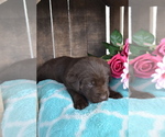 Small Labrador Retriever