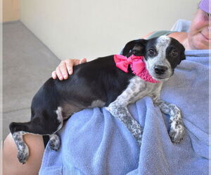 Mutt Dogs for adoption in McKinney, TX, USA