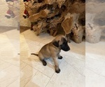 Small Photo #2 Belgian Malinois Puppy For Sale in MIAMI, FL, USA