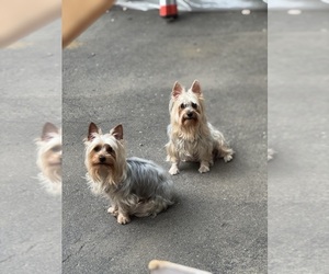 Father of the Silky Terrier puppies born on 06/03/2025