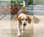 Small #6 Beagle