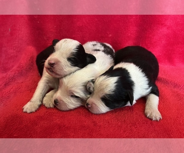 Medium Photo #11 Miniature Australian Shepherd Puppy For Sale in FORT MORGAN, CO, USA