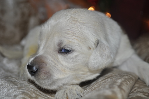 Medium Photo #5 Golden Retriever Puppy For Sale in TOONE, TN, USA