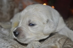 Small Photo #5 Golden Retriever Puppy For Sale in TOONE, TN, USA