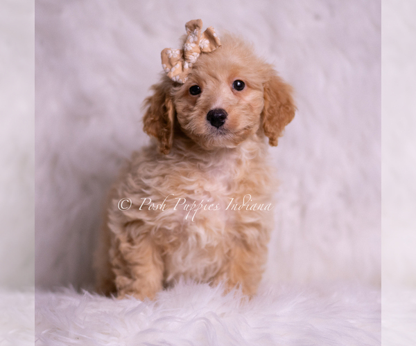 Medium Photo #12 Goldendoodle (Miniature) Puppy For Sale in WARSAW, IN, USA