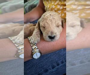 Labradoodle Puppy for sale in WEST DES MOINES, IA, USA