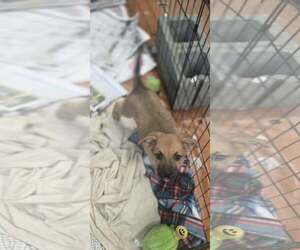 Boxer-German Shepherd Dog Mix Dogs for adoption in SHERBURNE, NY, USA