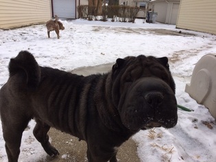 Mother of the Chinese Shar-Pei puppies born on 03/09/2018
