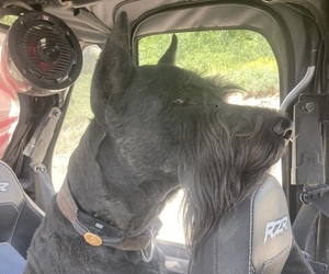 Father of the Schnauzer (Giant) puppies born on 08/21/2026