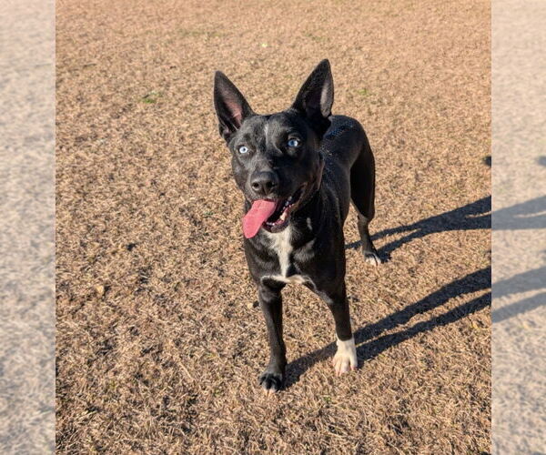 Medium Photo #7 Australian Kelpie-Unknown Mix Puppy For Sale in Canton, CT, USA