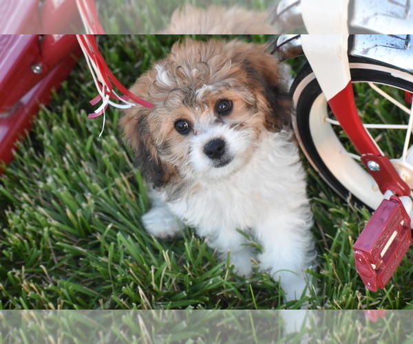 Medium Photo #1 Cavachon Puppy For Sale in ELDORADO, OH, USA
