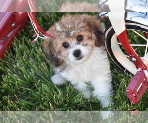 Cavachon Puppy for sale in ELDORADO, OH, USA